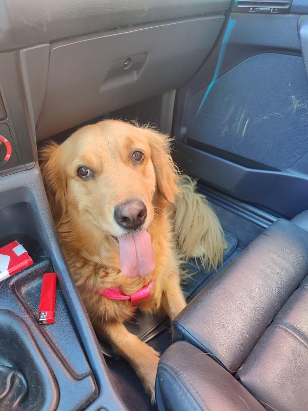 Stella, una meravigliosa Golden Retriver Foto 8